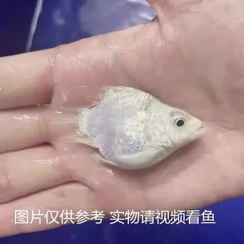 台湾球体蝴蝶鲤短身贵妃鲤银龙锦鲤白金龙凤鲤观赏鱼苗冷水鱼金鱼水
