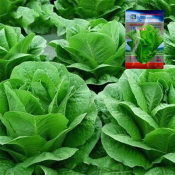 大罗马直立生菜(原厂)