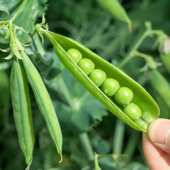 【精选果蔬】云南带壳豌豆新鲜青豌豆水晶豌豆荚青豆新鲜现摘现发 1斤