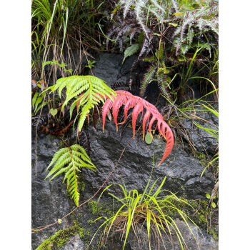 狗脊蕨類植物盆栽一葉蕨類盆景金毛猴撅網紅蕨類綠植室內金毛狗闕 帶