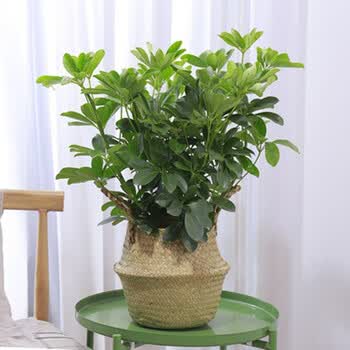 七叶莲水培盆栽招财树植物八方来财鸭脚木室内绿植花卉发财树水养八方