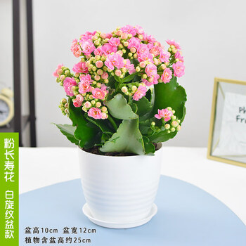 长寿花盆栽大花重瓣巴黎系列单瓣室内带花苞桌面植物粉色花含盆