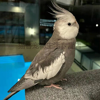 活体幼鸟大型鹦鹉活鸟幼崽黄化可繁殖会说话宠物鸟 (笼养2月龄) 珍珠