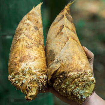 福建精品冬笋新鲜竹笋新鲜蔬菜现挖冬笋24斤装单个3两以上特大等级