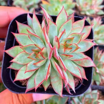 宝莲灯群生多头多肉植物盆栽肉肉新手植物办公室创意花卉绿植宝莲灯2