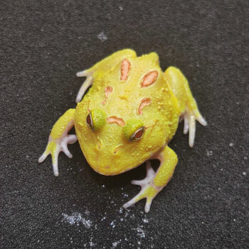 皇上活体爬宠两栖宠物蛙绿黄金活物活体小丑蛙非洲牛蛙 皮卡丘(3-4cm)