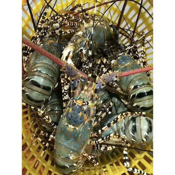 大青龙虾鲜活冷冻澳洲龙虾锦绣大花龙虾奥龙虾大红龙虾东山岛海鲜2斤 图片价格品牌报价 京东