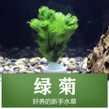 鱼缸造景活体淡水植物新手水草懒人定值无需水草泥无需二氧化碳绿菊一杯 图片价格品牌报价 京东