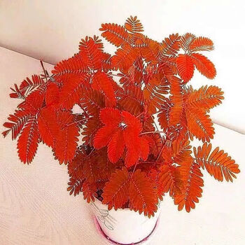 四季播种彩叶含羞草花种子四季易活奇趣植物害羞草室内外阳台盆栽