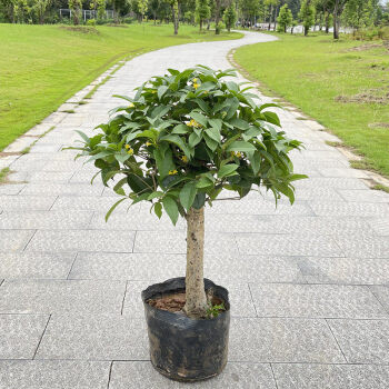 四季桂花盆栽矮霸樁桂花樹苗植物景室內外卉開花濃香陽臺庭院月桂四季