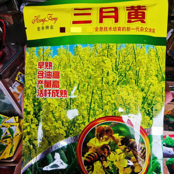 三月黄油菜籽种子早熟高产含油量高抗病抗到耐寒农家大田用种油菜三月