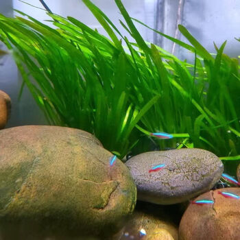 墨之瑶大水兰水草九冠自养水下叶阴性后景草细叶水兰水中扭兰北美水兰