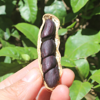 21新货黑花生带壳富硒黑花生5斤10斤晒干种子云南普洱黑皮花生米带壳