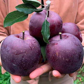 脆甜黑苹果应季水果510斤高山罕见冰糖心平果一整箱批发超值实惠9斤净