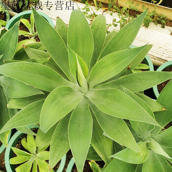 超大狐尾龙舌兰初绿浅中斑多肉植物翡翠盘户外造景庭院盆栽冠幅30 35cm 裸根不带土 图片价格品牌报价 京东