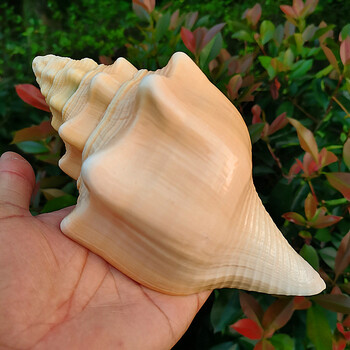 天然海螺贝壳西印度圣螺黄涡螺家居收藏摆件送礼摆饰 螺长15-16厘米