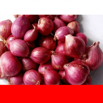 墨之瑶红葱头圆葱干葱头新鲜小毛葱葱小洋葱生吃 2