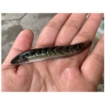优质黑鱼苗乌鳢月鳢七星鱼花星鱼山斑鱼鲜活肉食低氧淡水养殖活体七星鱼苗8 10厘米10条 图片价格品牌报价 京东