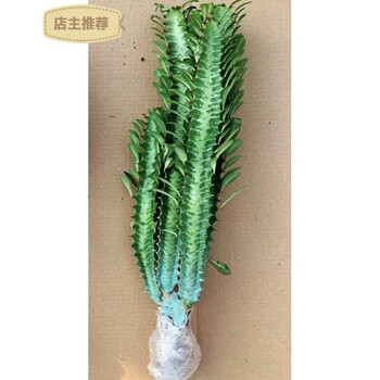 龙骨植物花卉盆栽三角霸王鞭紫青色龙骨仙人多肉吸甲醛青龙骨3 5分叉不含盆 图片价格品牌报价 京东