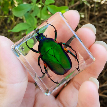 香槟色 苹绿唇花金龟【图片 价格 品牌 报价】-京东