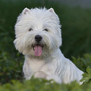 西高地白梗幼犬狗狗活体宠物狗纯种血统略大与茶杯犬白色小型犬北京