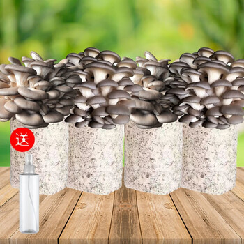 蘑菇种植菌包家种菌菇菌种菌棒平菇秀珍菇家庭室内自己种植园艺角