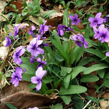 左家花园紫花地丁种子野堇菜种子光瓣堇菜种子花卉种子春播秋播紫花