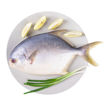 小平岛金鲳鱼3条新鲜海鱼鲳鱼金昌鱼平鱼海鲜水产冷冻金鲳鱼3条400