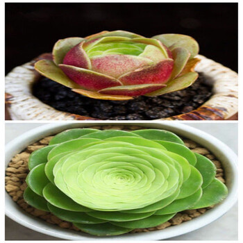 水蜜桃玫瑰多肉植物水蜜桃山地粉色酒杯状趣味室内盆栽桌面 酒杯玫瑰