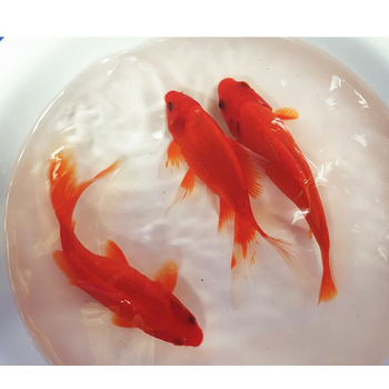 荣郁活鱼冷水鹦鹉好养易活无磷葡萄黑眼活体招财鱼小金鱼淡水鱼观赏鱼