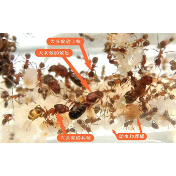 伊大头多后制同巢繁殖容易饲养蚂蚁工坊新手养蚁套餐生日礼物 5后300