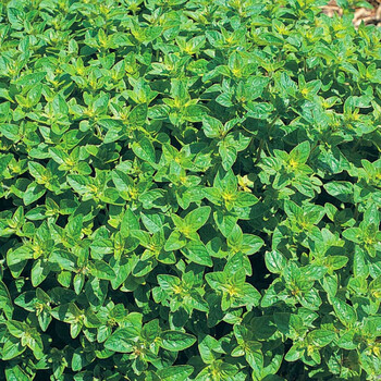 芳香植物藿香迷迭香牛至罗勒薰衣草绿薄荷香草料四季种易活花种子英国