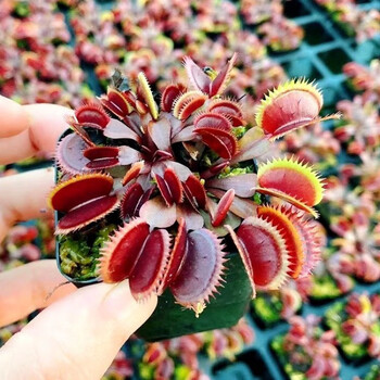 红色食人鱼捕蝇草夹约1-2cm