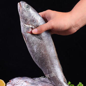 流连湾舟山米鱼鲜活 新鲜 深海特大鮸鱼海捕海鲜水产1条 五斤装【6-8