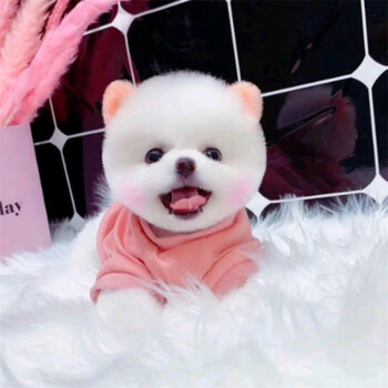 180天保障博美幼犬活体茶杯犬博美狗狗纯白色小体狐狸型博美哈多利