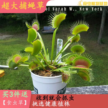 素蜜栽好发货[吃蚊子苍蝇的植物]吃蚊草捕蝇草消灭蚊虫食人花食虫植物