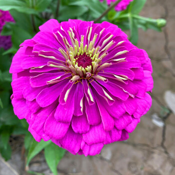 美园中(meiyuanzhong)步步高矮化户外路边花百日草种孑白日草百曰草花