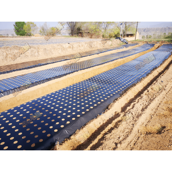 贝泰蓝打孔地膜黑膜pe农用薄膜药材蔬菜防草除草防虫新款进口银黑反光