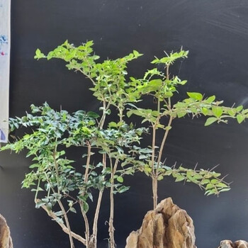 苗老鼠刺微型山水盆景 正宗虎刺精品大苗20cm-25cm 10棵装【图片 价格