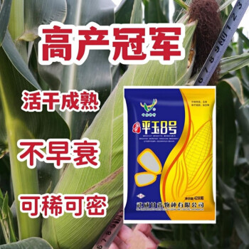 泽玉501玉米种子简介图片