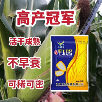 铁玉805玉米种子简介图片