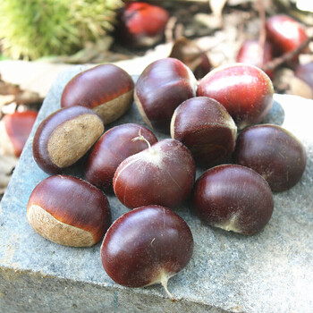 净樱 新鲜农家现摘生栗子5斤装野生油栗板栗毛栗生板栗2021年板栗