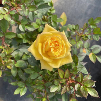 活月季玫瑰四季开花室内盆栽绿植阳台观赏花卉原盆带花苞大盆黄金海岸