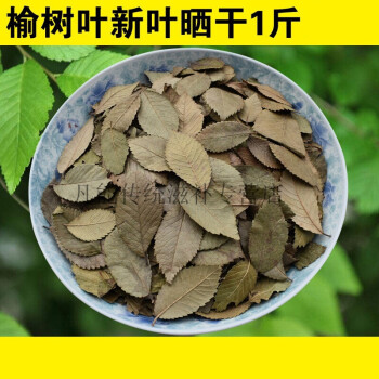 新鮮曬乾榆樹葉茶兔子豚鼠牧草榆葉500g榆樹葉