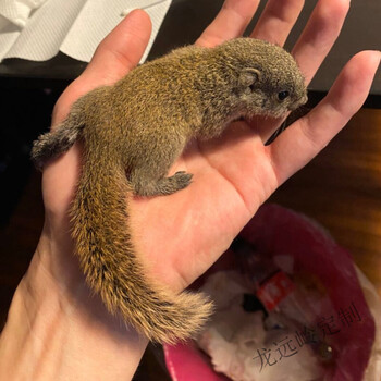 崽幼宠带粮金花魔王雪地蜜袋鼯松鼠宠物活体微型迷你幼宠 金花松鼠幼