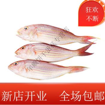 速運湛江新鮮金線魚海鮮水產海釣海魚冷凍紅杉魚鮮活紅三魚金絲魚大號