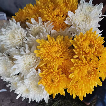 quanshe清明黄白菊鲜花基地直发批发文明祭祀扫墓纪念逝者黄菊白菊可