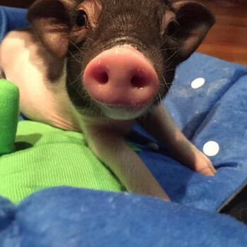 猪小香猪活体泰国迷你猪小香猪活宠物幼崽活物 安徽 黑背小香猪随机发