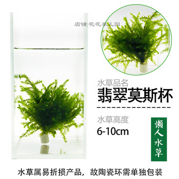 鱼缸沉木莫斯水草水晶鹿角苔火焰垂泪松茸怪厥莫斯阴性活体植物翡翠莫斯杯6 10cm 买5配1 图片价格品牌报价 京东