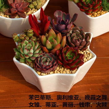 芊阙多肉植物组合盆栽整盘室内肉肉植物含盆含土桃蛋新手套餐苯巴 奥维亚 晚霞舞 女雏 蒂亚 黄丽 钱串 火棘含盆 图片价格品牌报价 京东